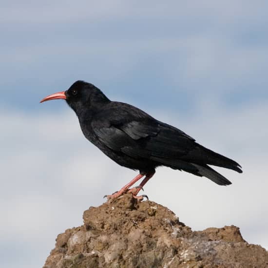 Cartaz oficial do evento Domingos de Patrimonio: las Aves de Segovia