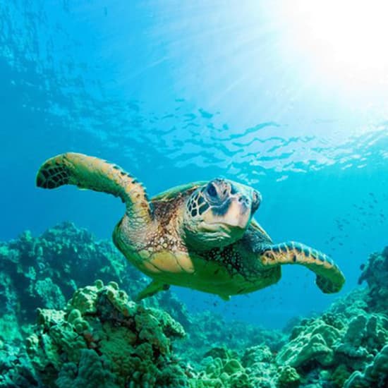 Cartaz oficial do evento Entrada sin colas para SEA LIFE Benalmádena