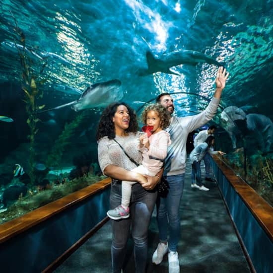 Cartel oficial del evento Loro Parque: Entrada