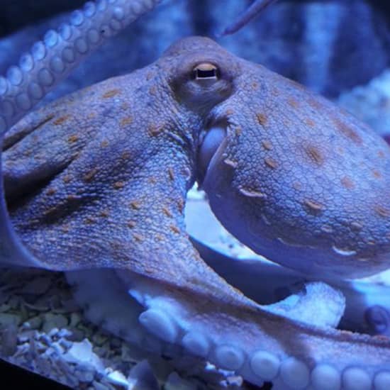 Official cover of the event ¡Visita al Acuario Sevilla sin colas!