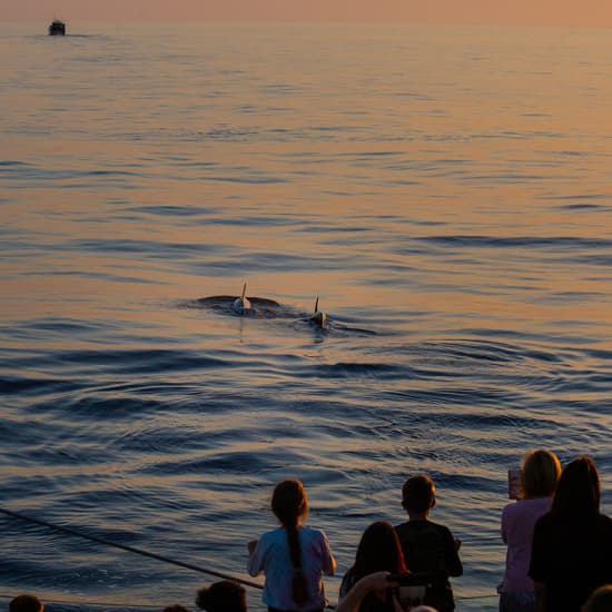 Cartaz oficial do evento Avistamiento de delfines en Mallorca con Click Mallorca